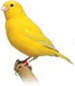 canary1